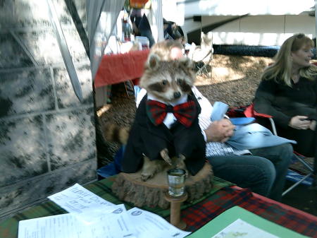Stuffed & clothed Racoon