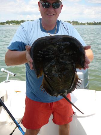 Horseshoe Crab Caught '07