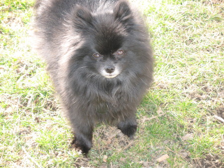 Harley, our Pomeranian