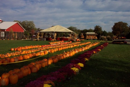 Pumpkin Time at the Orchard