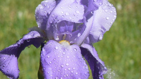 Raindrops on Irises