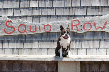 Fletcher in Menemsha