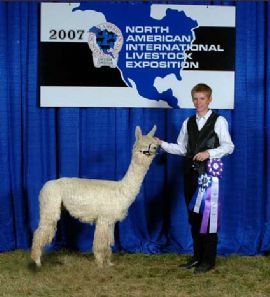 My son, Travis handling our alpaca to a November 2007 championship