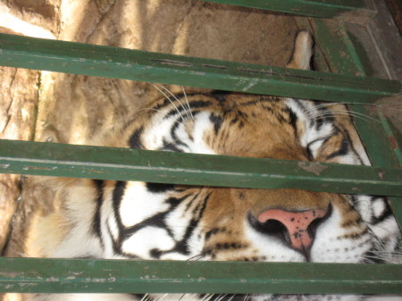 TIGER AT RESORT