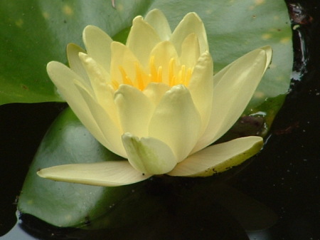 Pond Lily