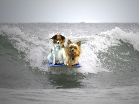 The Dogs Surf Too!