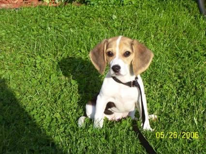 Our beagle puppy Macy