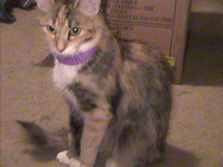 Callie Cat