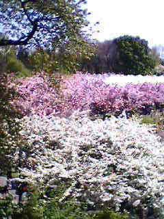 Cherry Blossoms Bloom BBGarden 2006