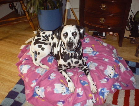 my daughter della the dalmation