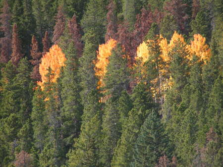 Pine Beetle Damage Next to Fall Colors