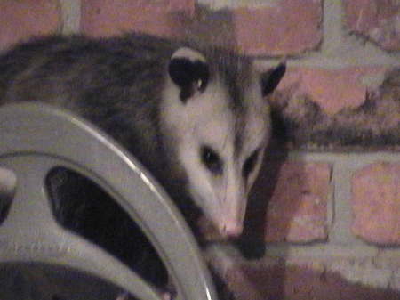 pokey, our pet opossum