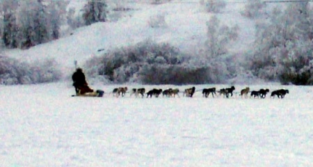 Dog sleeding trip