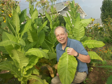 Oregon Leaf