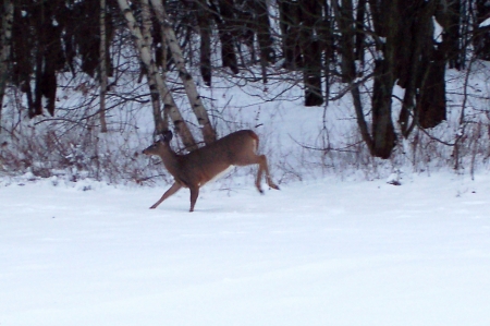 Lots of deer