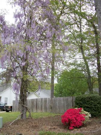 Springtime in the South Carolina Midlands