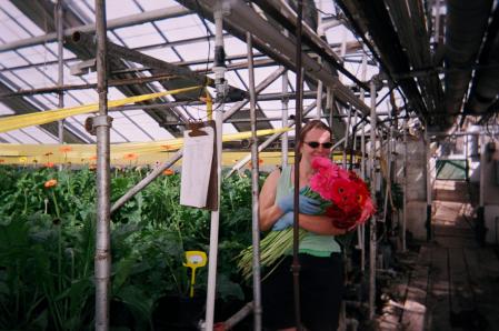 Picking gerber daisies!