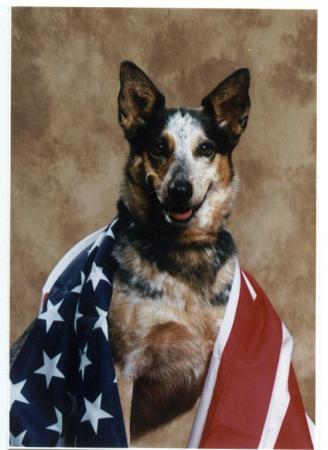 patriotic pup