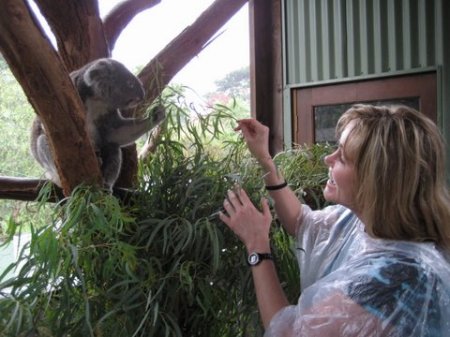 how to feed a Koala (very carefully!)