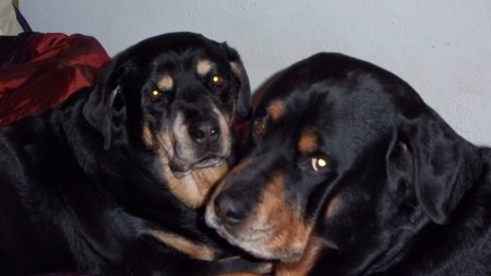 My 2 rottweilers