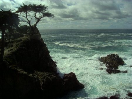 Lone Cypress