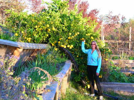 picking lemons