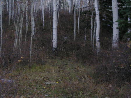 Deer Hunt 2009