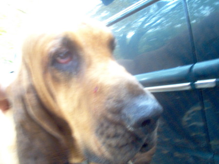 Our bloodhound Daisey.