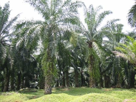 Yes... this IS a Palm Oil Plantation!