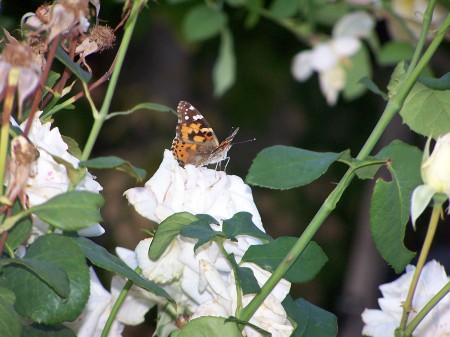 Painted Lady in the roses