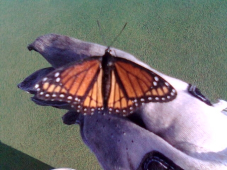 Butterfly on the Green!