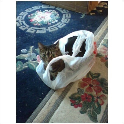 Wild Cat in my grocery bag!