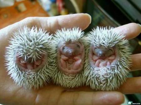 Baby hedgehogs