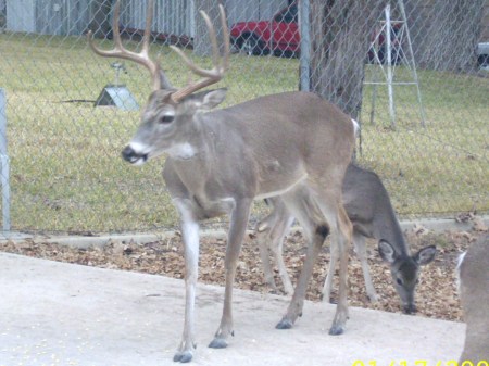 Nice buck, early 2009