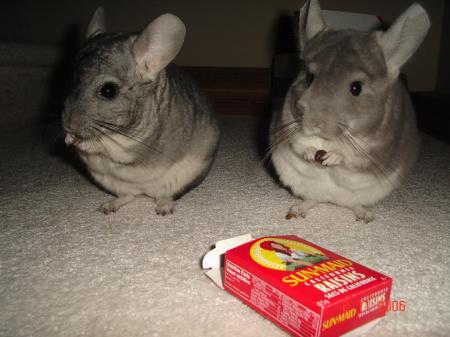 Spike and Dusty, my two great little chinchillas