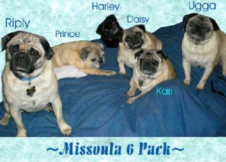 The MT Pug Pack