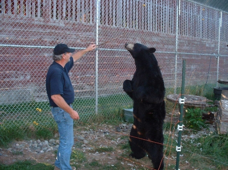 Knut, the black bear