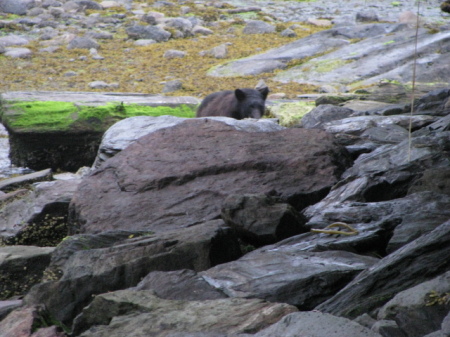 Alaska - Bear watching!