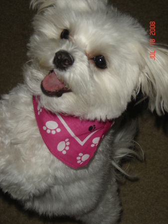 Our dog Crystal; she is a 2 year old Maltese.