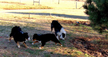 My canine kids! 2006