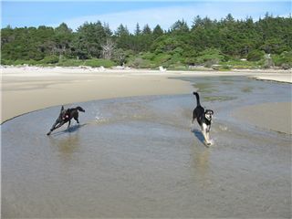 Dogs on the Beach