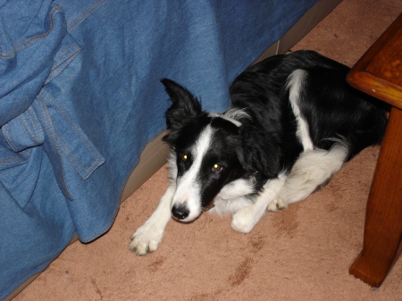 My Border Collie