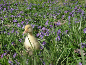 Little Daisy amongst the violets