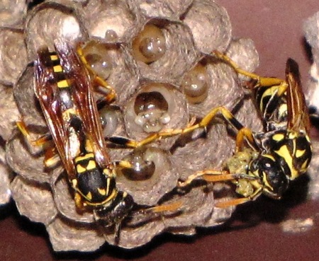 Yellow jackets busy at work