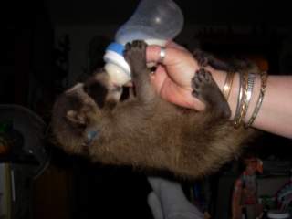 Baby Raccoon.