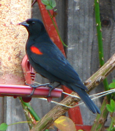 1616 rw blackbird 022608