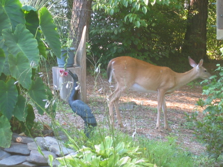 Deer in front yard