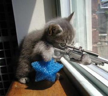 Bad kitty!