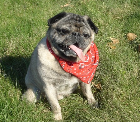 Poogan - my sweet pug...