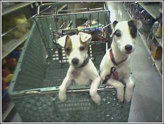 JRT Sisters Annie & Cady (my baby)